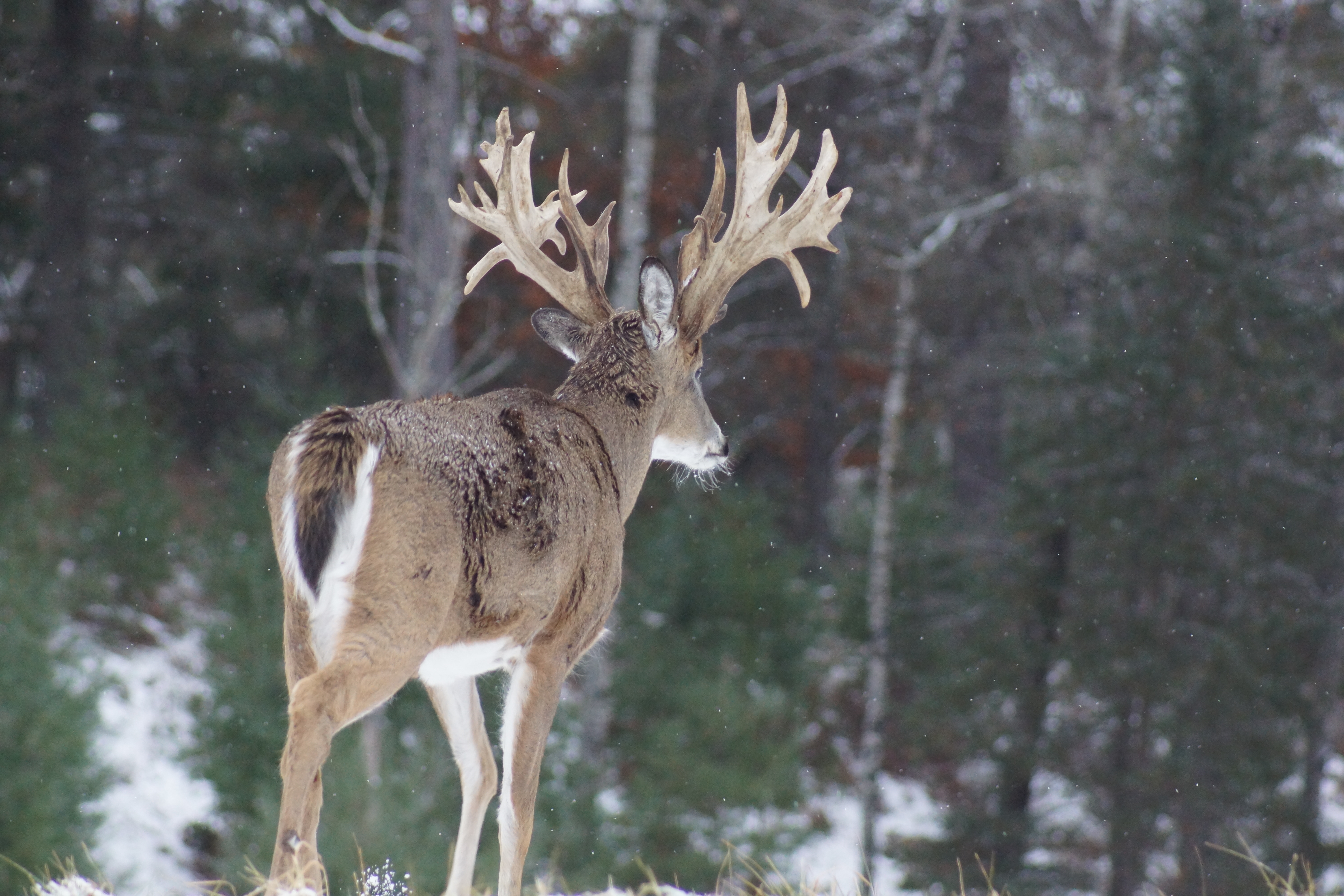 A deer being hunted at forest of antlers in wisconsin